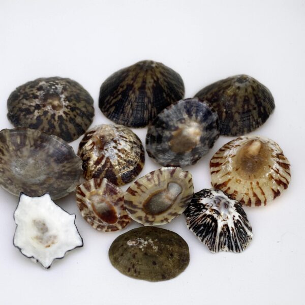 Natural Black Limpets