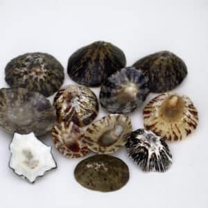 Natural Black Limpets