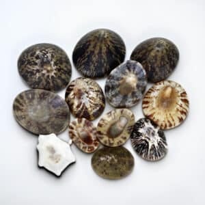 Natural Black Limpets