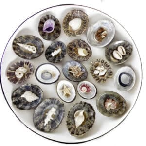 Natural Black Limpets