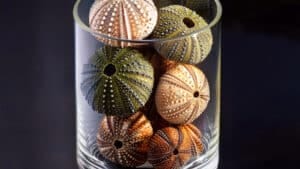 Sea urchins