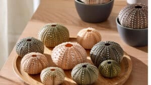 Sea urchins