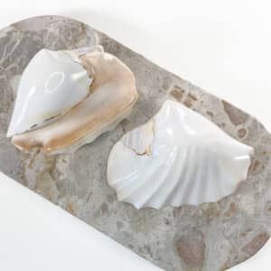 Strombus Latissimus White Banded shell