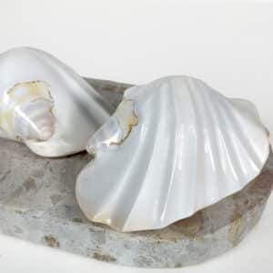 Strombus Latissimus White Banded shell