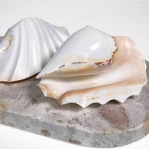 Strombus Latissimus White Banded shell