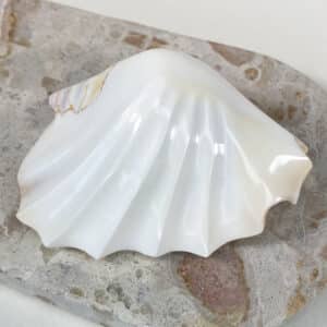 Strombus Latissimus White Banded shell