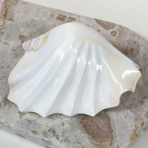 Strombus Latissimus White Banded shell