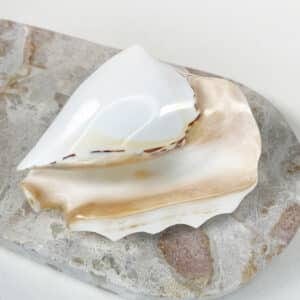 Strombus Latissimus White Banded shell