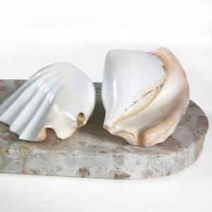 Strombus Latissimus White Banded shell