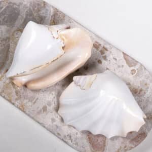 Strombus Latissimus White Banded shell