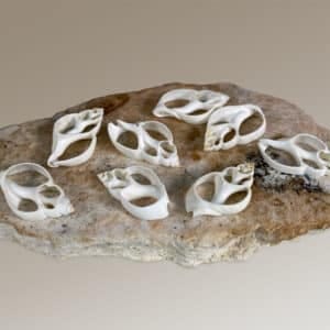 White Babylonia Zeylanica centre cut shells