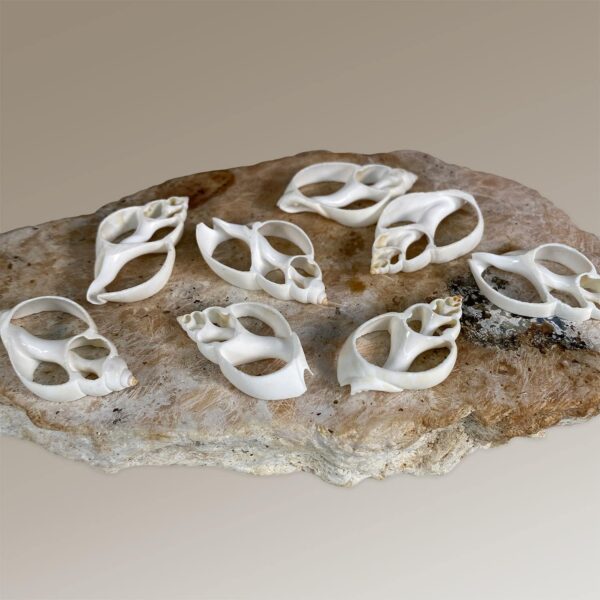 White Babylonia Zeylanica centre cut shells