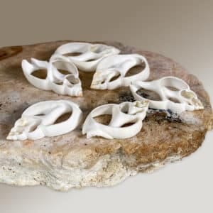 White Babylonia Zeylanica centre cut shells