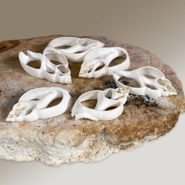 White Babylonia Zeylanica centre cut shells