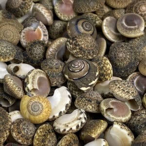 Umbonium Shells