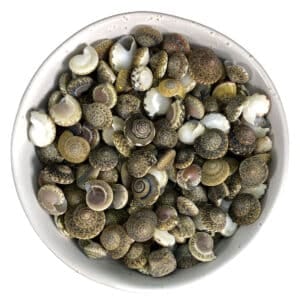 Umbonium Shells