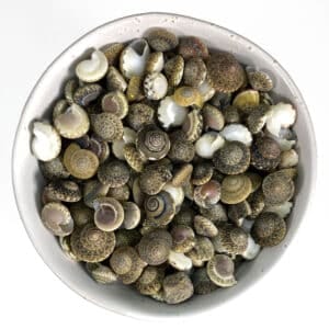 Umbonium Shells