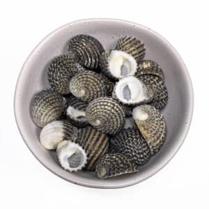 Nerita Exuvia shells