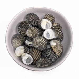 Nerita Exuvia shells