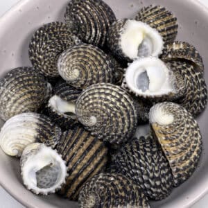Nerita Exuvia shells