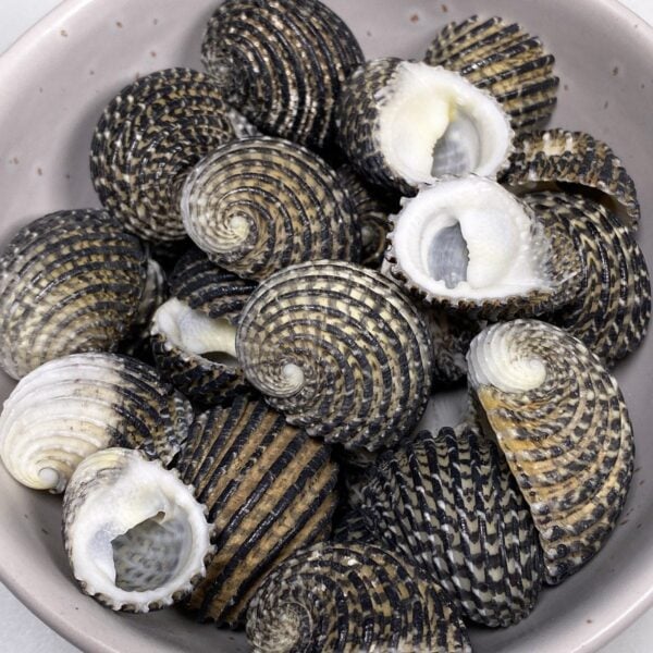 Nerita Exuvia shells