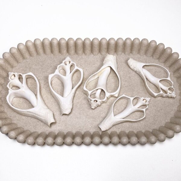 Melongena Pugilina White centre cut shells