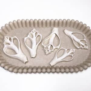 Melongena Pugilina White centre cut shells