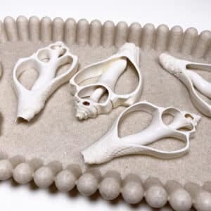 Melongena Pugilina White centre cut shells