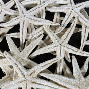 Baby Starfish WhiteWash Starfish