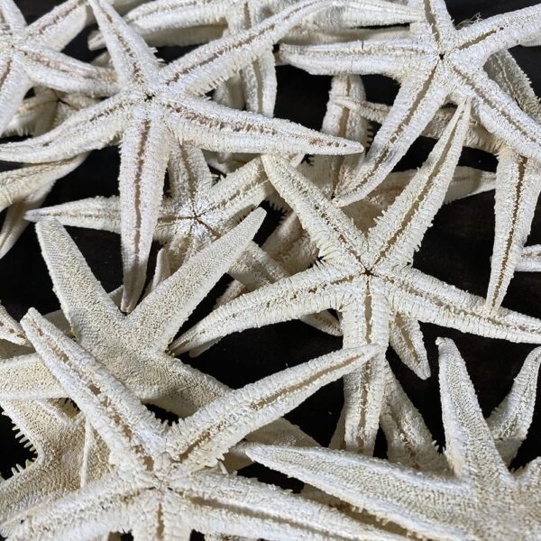 Baby Starfish WhiteWash Starfish