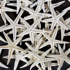 Baby Starfish WhiteWash Starfish