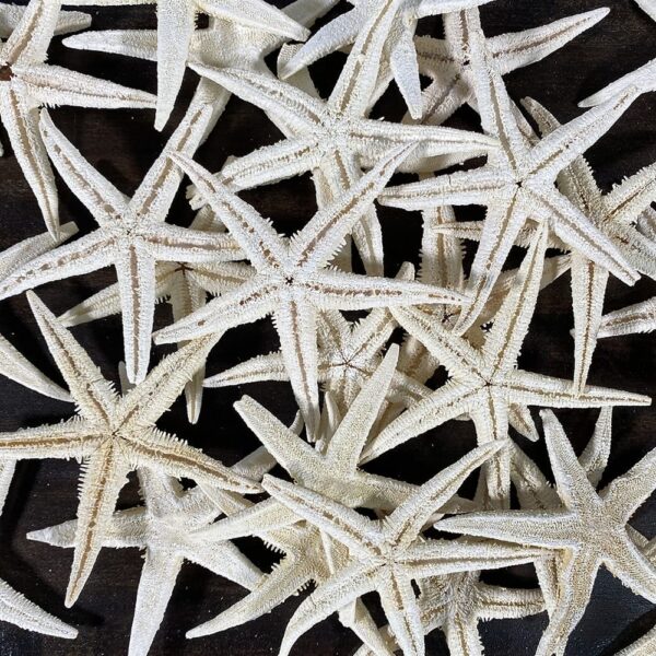 Baby Starfish WhiteWash Starfish