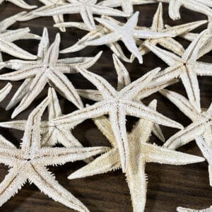 Baby Starfish WhiteWash Starfish