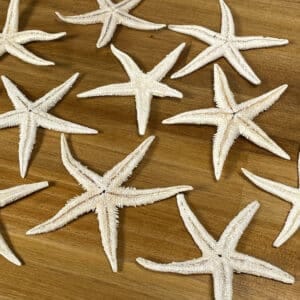 Baby Starfish WhiteWash Starfish