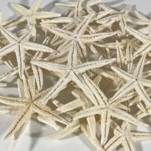 Baby Starfish WhiteWash Starfish