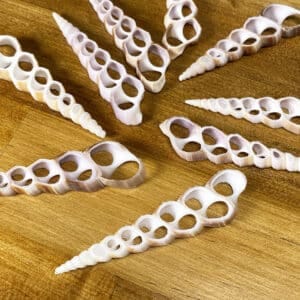 Turritella Duplicata centre cut