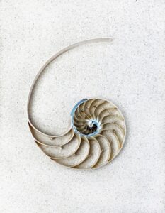 Minimalist Nautilus Centrepiece Shell Photo Print