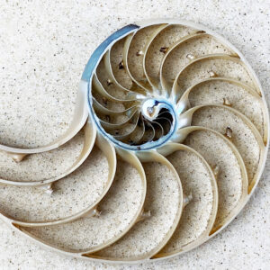 Minimalist Nautilus Centrepiece Shell Photo Print