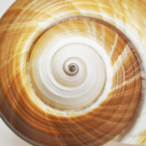Amber Spiral Ton Shell Shell Photography Print