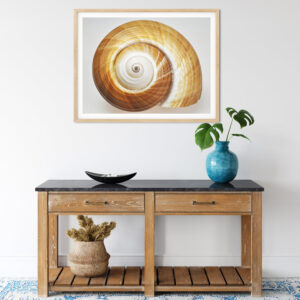 Amber Spiral Ton Shell Shell Photography Print