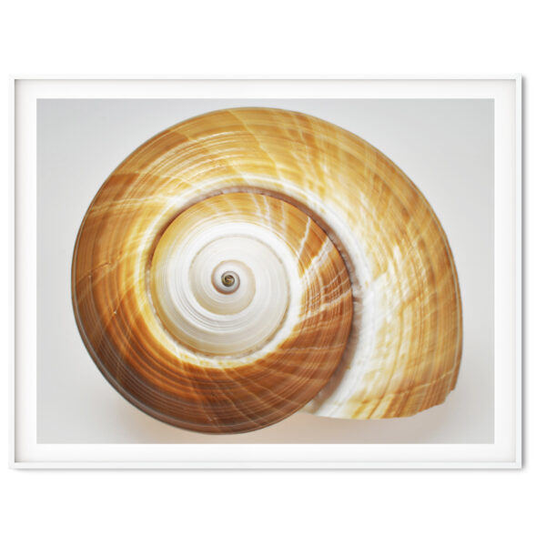 Amber Spiral Ton Shell Shell Photography Print
