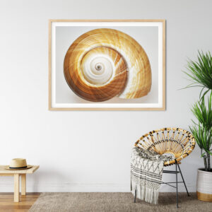 Amber Spiral Ton Shell Shell Photography Print