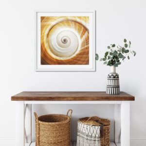 Amber Spiral Ton Shell Shell Photography Print