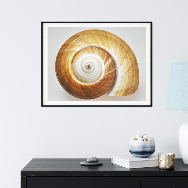 Amber Spiral Ton Shell Shell Photography Print