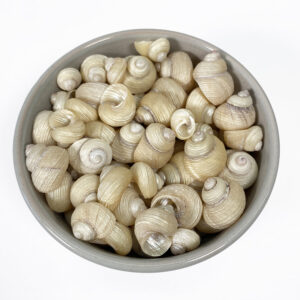 Euchelus Quadricarinatus pearled shells