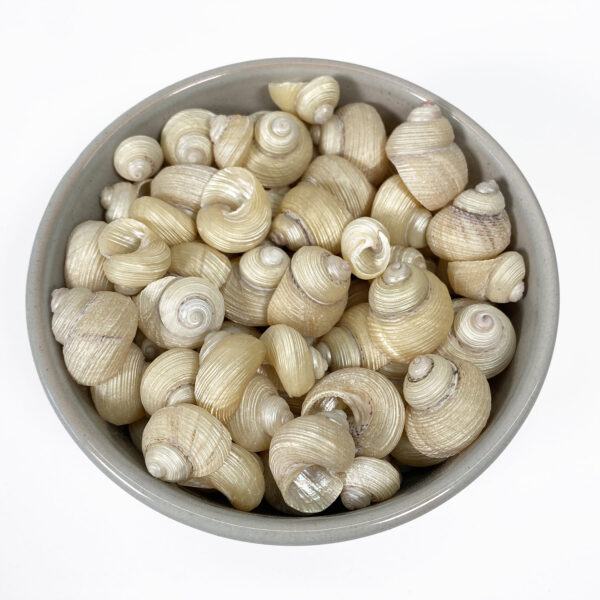 Euchelus Quadricarinatus pearled shells