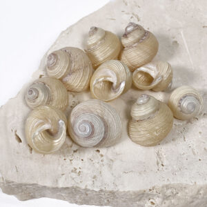 Euchelus Quadricarinatus pearled shells