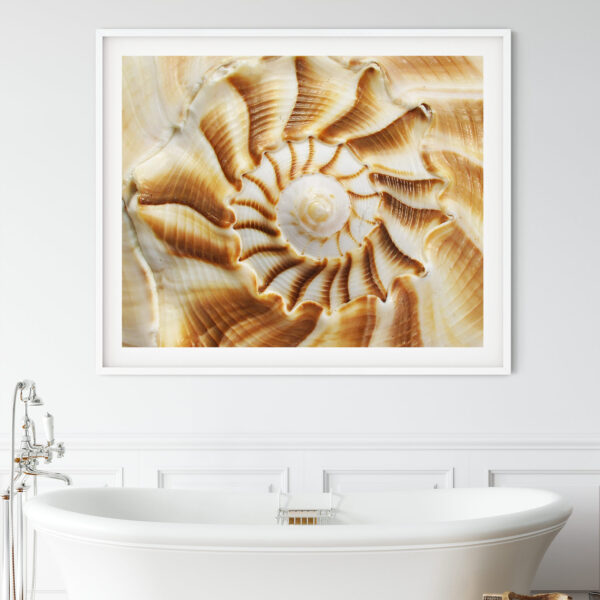 Golden Spiral Whelk Shell Photography Print