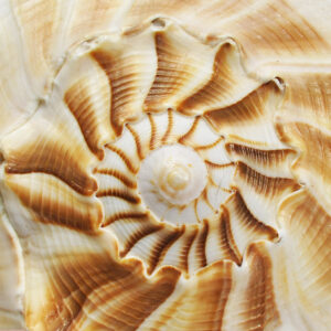 Golden Spiral Whelk Shell Photography Print