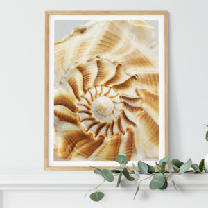 Golden Spiral Whelk Shell Photography Print